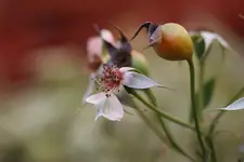 novemberfarben1.webp