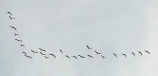 DSC_4756 unbekannte Vögel Richtung Norden.webp