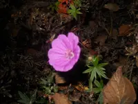 DSCN1069.webp