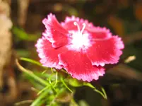 Bartnelke.webp