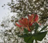 Geißblatt.webp