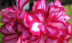 Geranie.webp