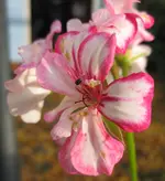 Geranie (2).webp