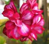 Geranie (3).webp