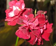 Geranie (4).webp
