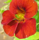 Kapu (2).webp