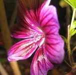 Malve (2).webp