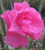 Rose.webp