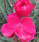 Rose (2).webp