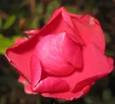 Rose (3).webp