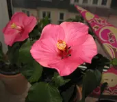 Hibiskus.webp