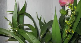 Tiny_Twinkle_Nov.webp