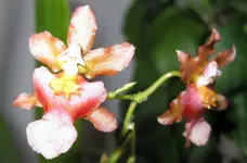 Tiny_Twinkle_Nov (2).webp