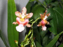 Tiny_Twinkle_Nov (3).webp