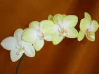 PICT0,004.webp