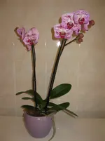 IMG_0185.webp