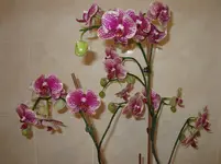 IMG_0227.webp