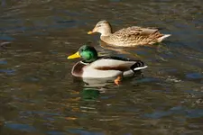 Ente_1_DSC06168.webp