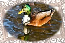 Ende mit rahmen.webp