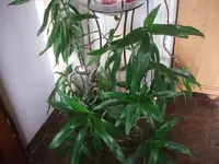 k-DSCF0038.webp