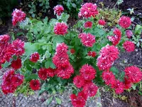 Eisblumen026.webp