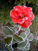Eisblumen013.webp