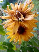 Eisblumen024.webp
