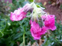 Eisblumen017.webp