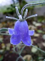 Eisblumen014.webp