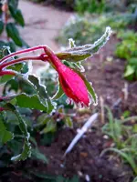 Eisblumen028.webp