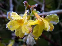 Eisblumen029.webp