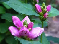welche blume.webp