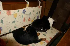 Branko und Meeko (2).webp