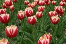 tulpe_lucky_strike_003.webp