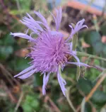 DSC02406 - 2011-11-26 - wiesenflockenblumen.webp