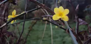 DSC02405 - 2011-11-26 - winterjasmin.webp