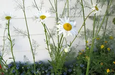 Copy of Copy of IMG_7332 V.webp