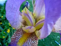 Copy of IMG_7303 v.webp