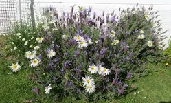 Copy of IMG_7312 V.webp