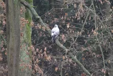 Mäusebussard.webp