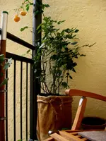 IMG_2540.webp