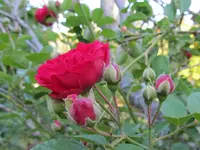 Copy of IMG_7330v.webp