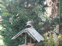 DSCF0361.webp