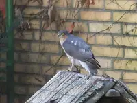 DSCF0367.webp