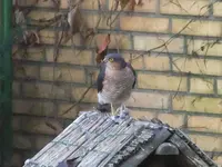 DSCF0369.webp
