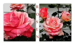 Copy of Rosen v.webp