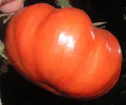 tomato_t4.webp