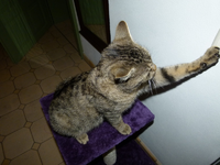 carlo06.webp