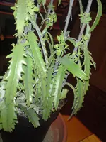 DSC01446.webp