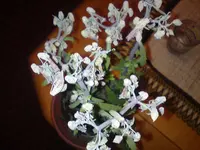 DSC01445.webp